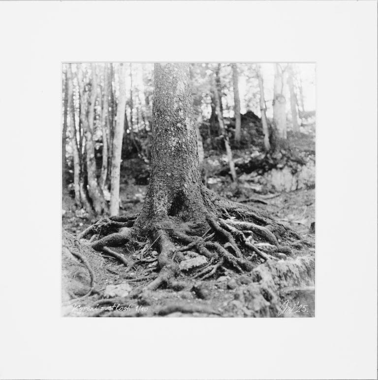 Roots of Light