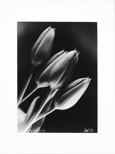 (Sold) – Dark Tulips (Melancholy of Silk) – UNIQUE EDITION 1/1 - Handcrafted Silver Gelatin Print, Analog Darkroom Process by Tibor Arva